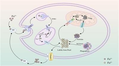 Mechanistic elucidation of ferroptosis and ferritinophagy: implications for advancing our understanding of arthritis